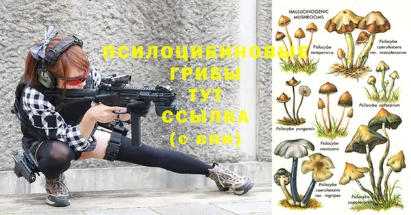 прущие грибы Братск